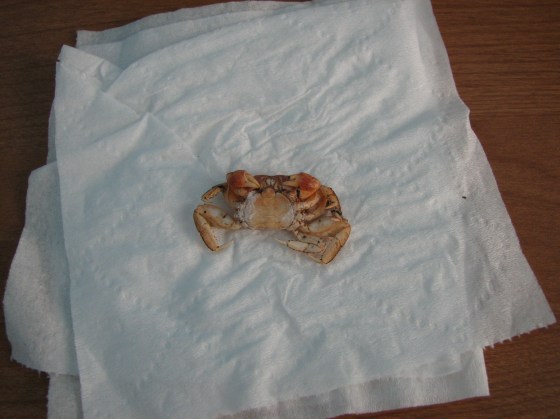 Crab Shell Bottom View