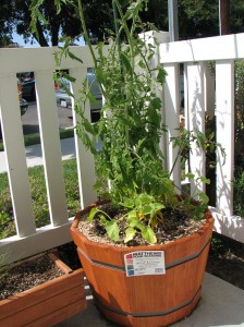 Tomato Plant