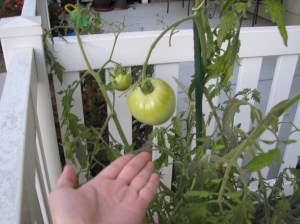 Two Tomatoes