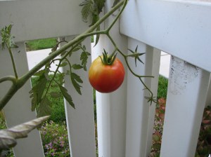 Red Tomato