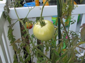 Big Tomato